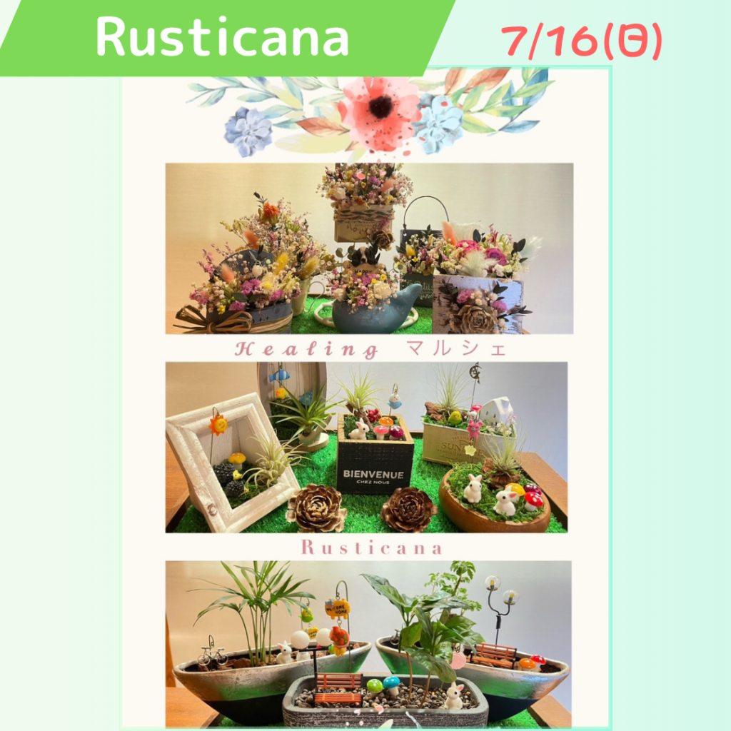 Rusticana多肉植物
